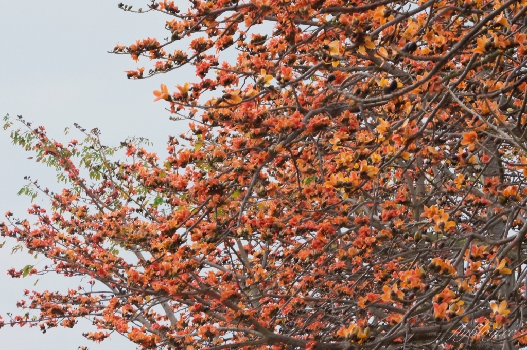 彰化埤頭｜東螺溪木棉花道，台灣最長木棉花道，600多株綿延1.5公里超壯觀 @飛天璇的口袋