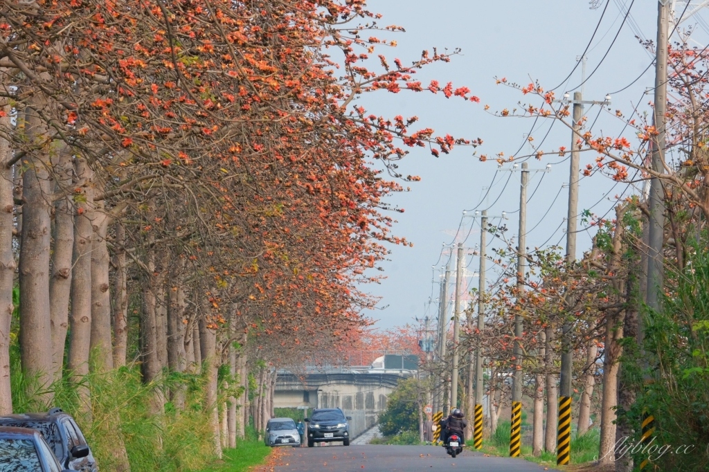 彰化埤頭｜東螺溪木棉花道，台灣最長木棉花道，600多株綿延1.5公里超壯觀 @飛天璇的口袋