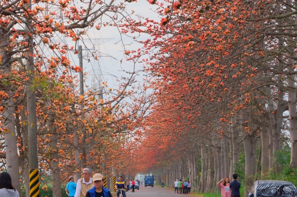 彰化埤頭｜東螺溪木棉花道，台灣最長木棉花道，600多株綿延1.5公里超壯觀 @飛天璇的口袋