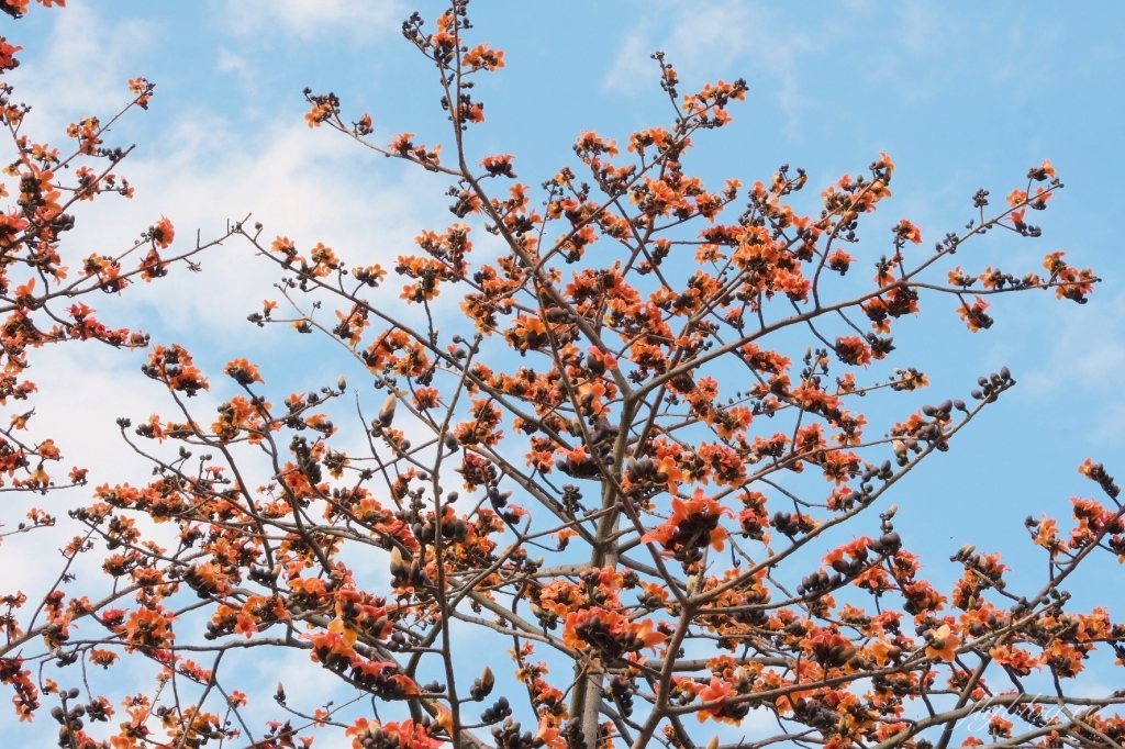 彰化埤頭｜東螺溪木棉花道，台灣最長木棉花道，600多株綿延1.5公里超壯觀 @飛天璇的口袋