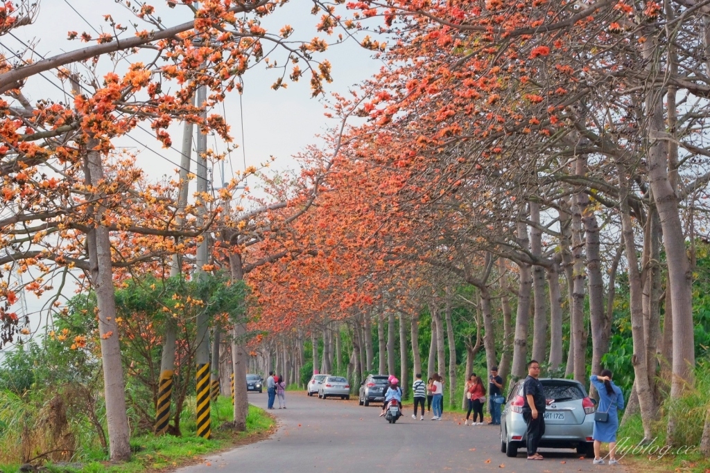 彰化埤頭｜東螺溪木棉花道，台灣最長木棉花道，600多株綿延1.5公里超壯觀 @飛天璇的口袋