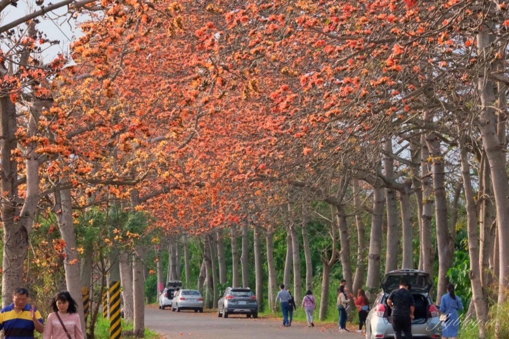 彰化埤頭｜東螺溪木棉花道，台灣最長木棉花道，600多株綿延1.5公里超壯觀 @飛天璇的口袋