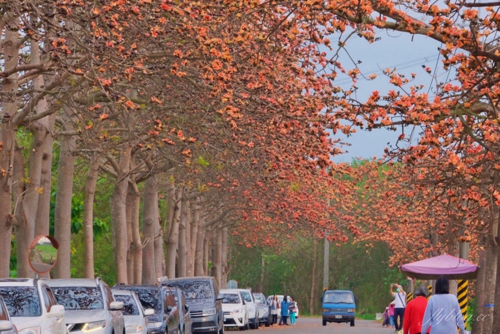彰化埤頭｜東螺溪木棉花道，台灣最長木棉花道，600多株綿延1.5公里超壯觀 @飛天璇的口袋