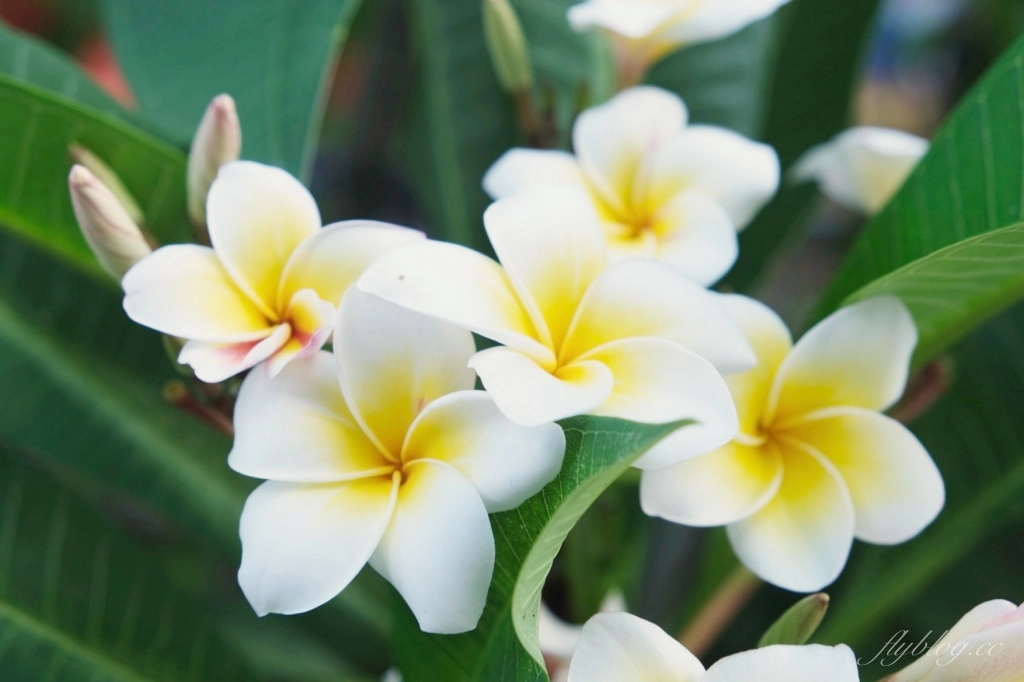 台東東河｜東河包子．台東11線上排隊美食，附地址菜單和營業時間 @飛天璇的口袋