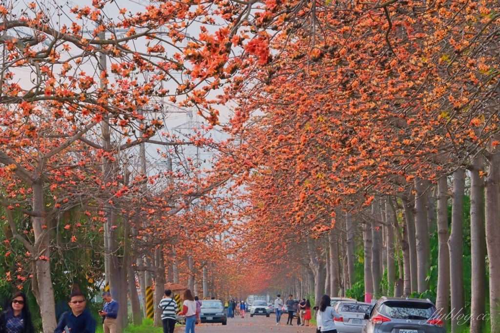 彰化埤頭｜東螺溪木棉花道，台灣最長木棉花道，600多株綿延1.5公里超壯觀 @飛天璇的口袋
