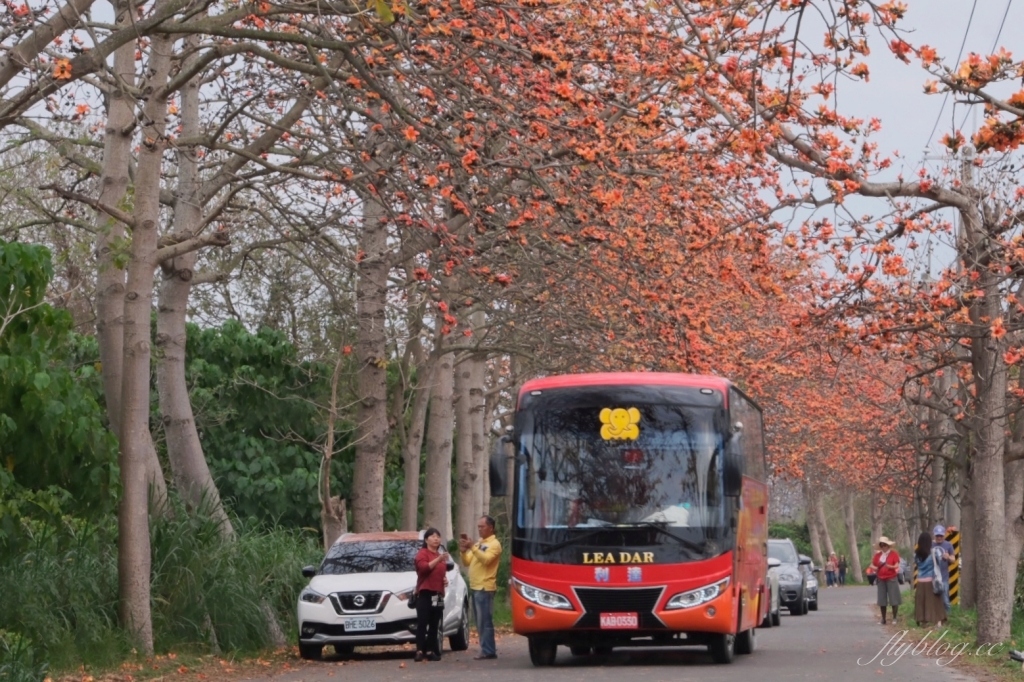 彰化埤頭｜東螺溪木棉花道，台灣最長木棉花道，600多株綿延1.5公里超壯觀 @飛天璇的口袋