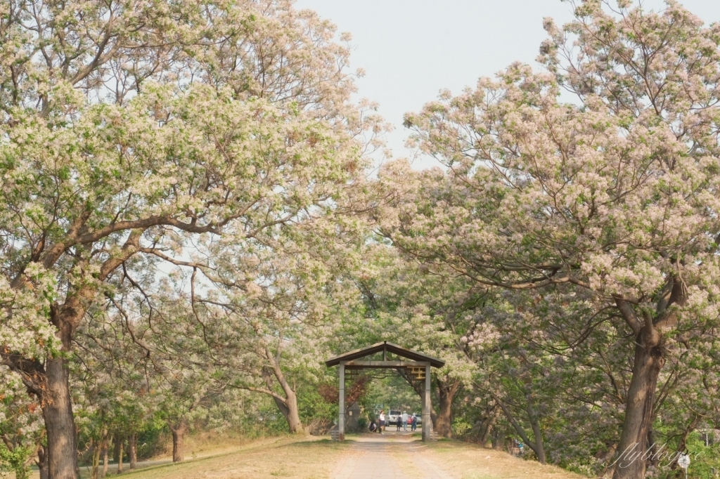 彰化景點｜大肚溪棒壘球場，彰化最美苦楝花秘境，漫步悠閒浪漫的紫色隧道 @飛天璇的口袋
