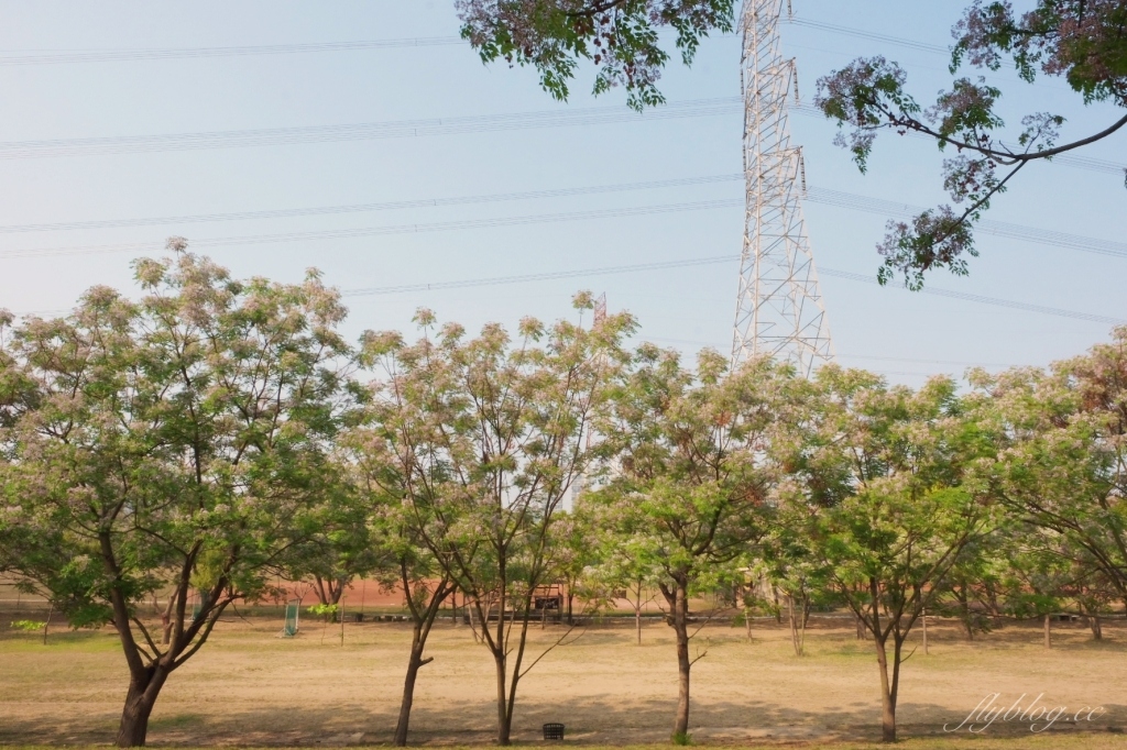 彰化景點｜大肚溪棒壘球場，彰化最美苦楝花秘境，漫步悠閒浪漫的紫色隧道 @飛天璇的口袋