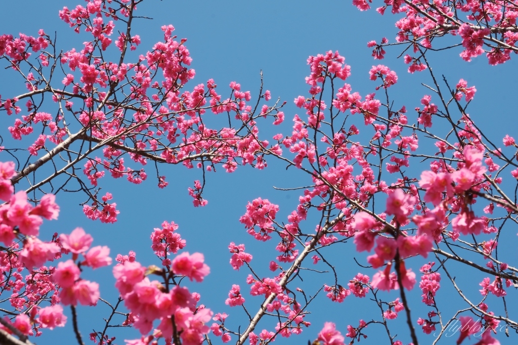 新竹清泉|新竹一日遊,清泉部落,張學良故居.將軍湯.三毛夢屋.清泉吊橋.清泉藝術之森.清泉步道.清泉天主教堂.老王客棧 @飛天璇的口袋 新竹清泉|新竹一日遊,清泉部落,張學良故居.將軍湯.三毛夢屋.清泉吊橋.清泉藝術之森.清泉步道.清泉天主教堂.老王客棧 @飛天璇的口袋