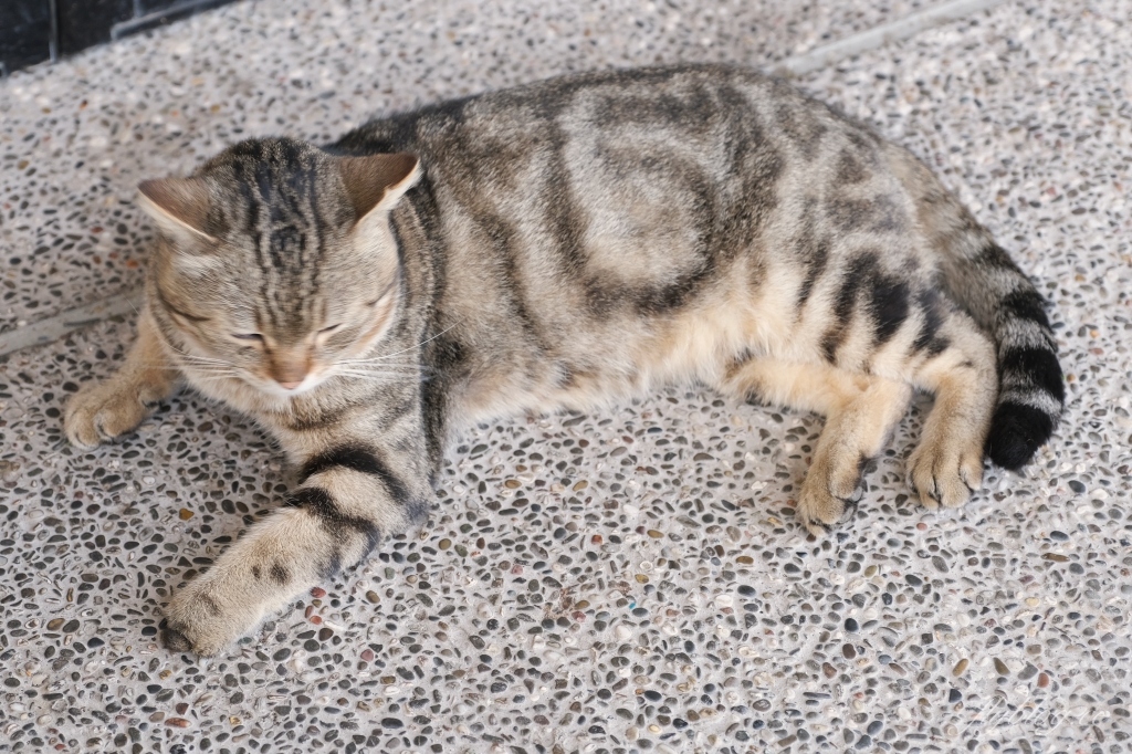 新竹清泉｜新竹一日遊，清泉部落，張學良故居．將軍湯．三毛夢屋．清泉吊橋．清泉藝術之森．清泉步道．清泉天主教堂．老王客棧 @飛天璇的口袋