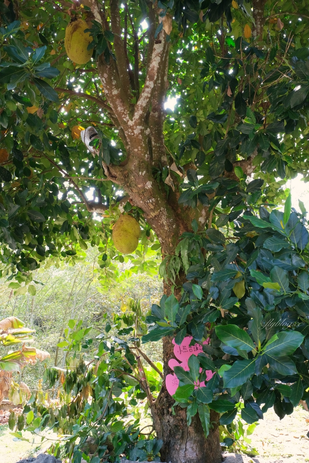 南投魚池｜烏布雨林峇里島主題餐廳，享受偽出國置身峇里島烏布，九族日月潭必吃美食 @飛天璇的口袋