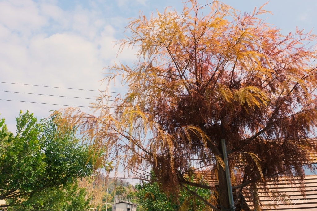 【台中東勢】日日木木，在橘子樹林裡露營野餐，還有可愛帳蓬和大片草地 @飛天璇的口袋