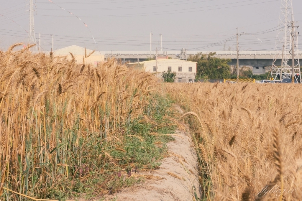 台中大雅｜大雅麥田 小麥文化節登場，隨風搖曳金黃色麥田，如詩如畫的悠逸景緻 @飛天璇的口袋