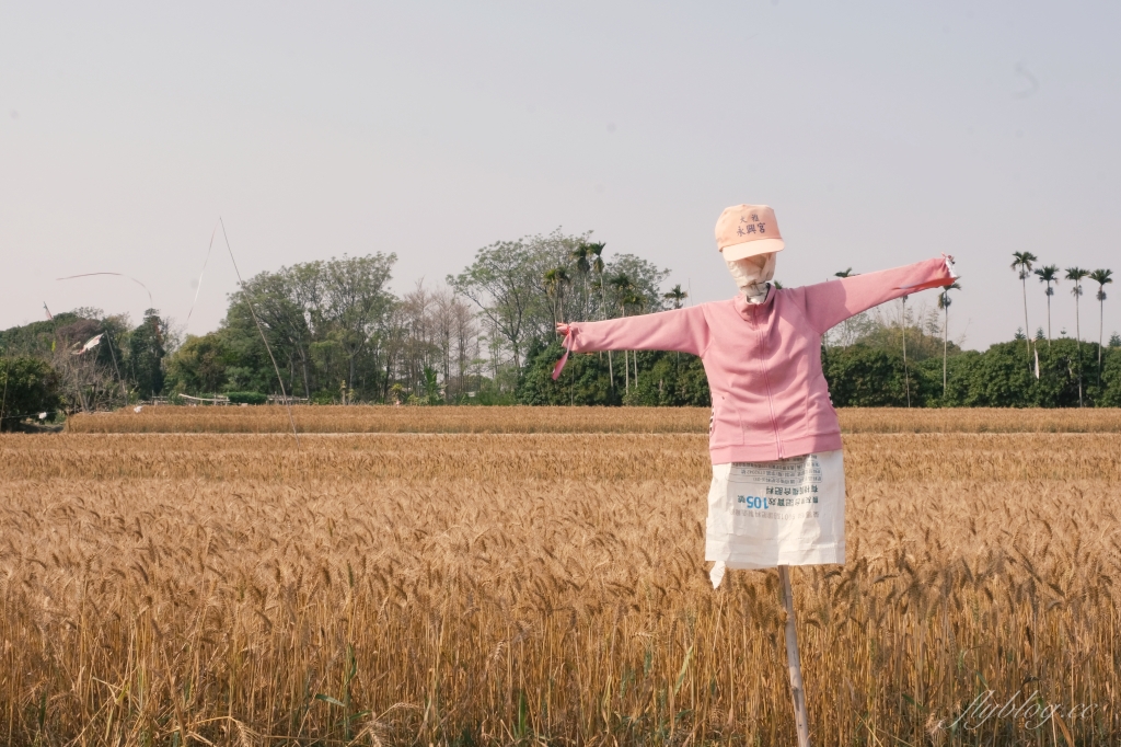 台中大雅｜大雅麥田 小麥文化節登場，隨風搖曳金黃色麥田，如詩如畫的悠逸景緻 @飛天璇的口袋