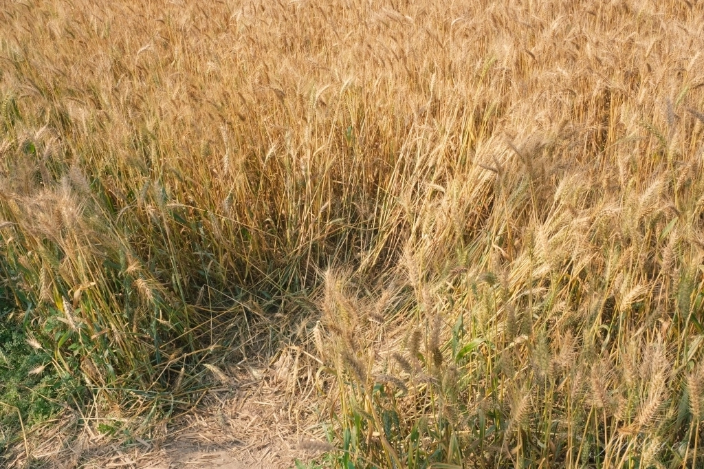 台中大雅｜大雅麥田 小麥文化節登場，隨風搖曳金黃色麥田，如詩如畫的悠逸景緻 @飛天璇的口袋