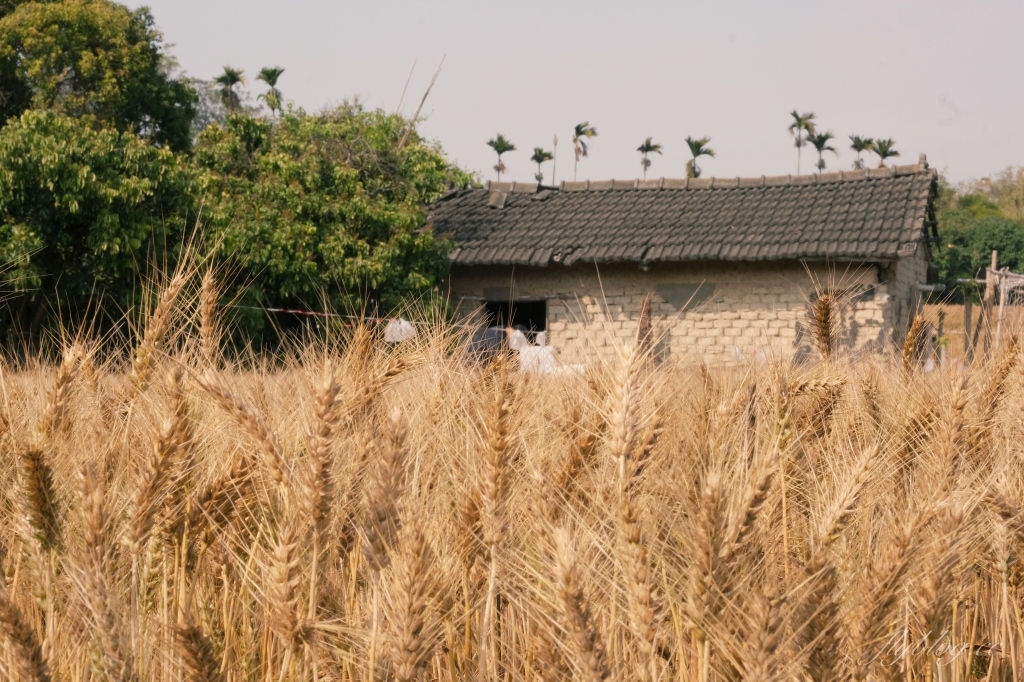 台中大雅｜大雅麥田 小麥文化節登場，隨風搖曳金黃色麥田，如詩如畫的悠逸景緻 @飛天璇的口袋