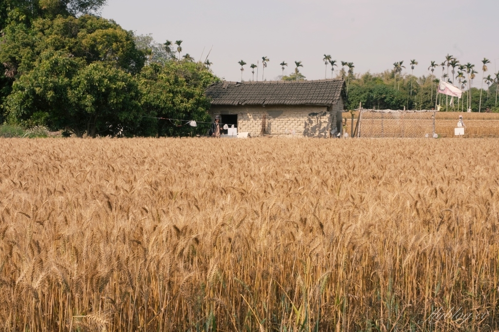 台中大雅｜大雅麥田 小麥文化節登場，隨風搖曳金黃色麥田，如詩如畫的悠逸景緻 @飛天璇的口袋