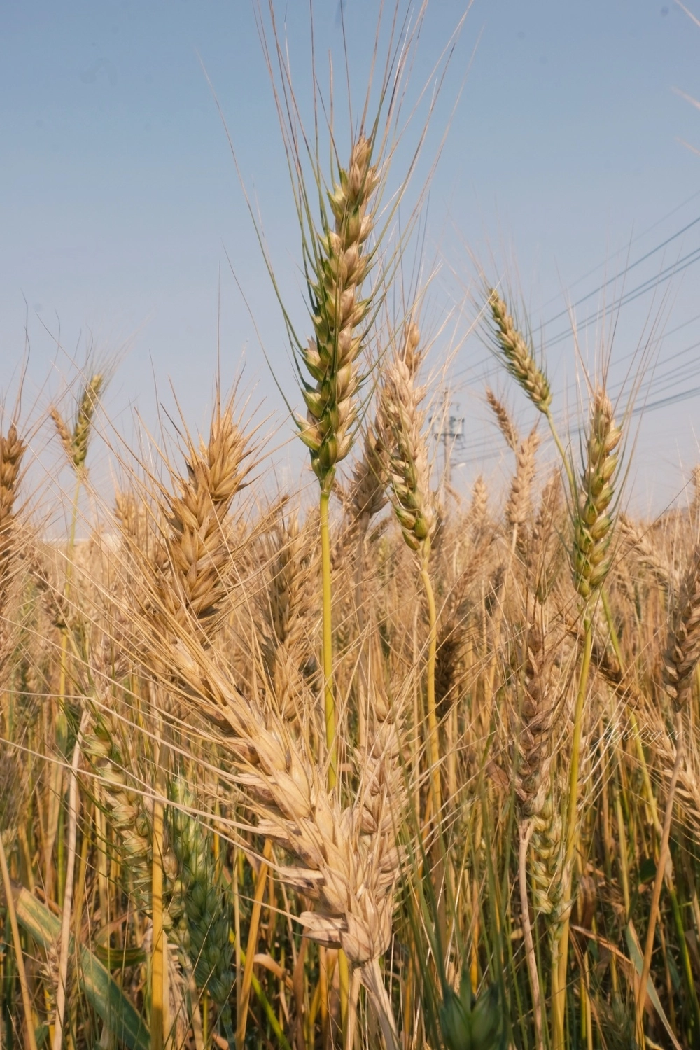 台中大雅｜大雅麥田 小麥文化節登場，隨風搖曳金黃色麥田，如詩如畫的悠逸景緻 @飛天璇的口袋