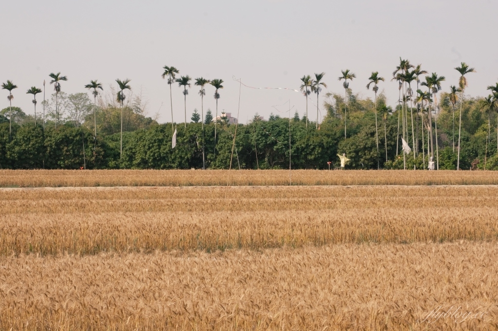 台中大雅｜大雅麥田 小麥文化節登場，隨風搖曳金黃色麥田，如詩如畫的悠逸景緻 @飛天璇的口袋