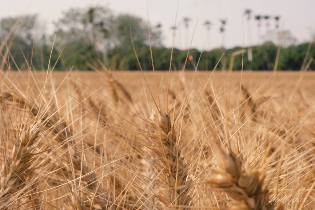 台中大雅｜大雅麥田 小麥文化節登場，隨風搖曳金黃色麥田，如詩如畫的悠逸景緻 @飛天璇的口袋