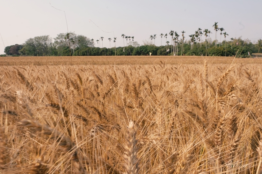 台中大雅｜大雅麥田 小麥文化節登場，隨風搖曳金黃色麥田，如詩如畫的悠逸景緻 @飛天璇的口袋
