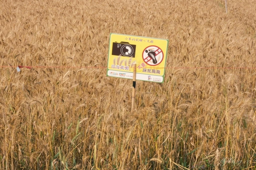 台中大雅｜大雅麥田 小麥文化節登場，隨風搖曳金黃色麥田，如詩如畫的悠逸景緻 @飛天璇的口袋
