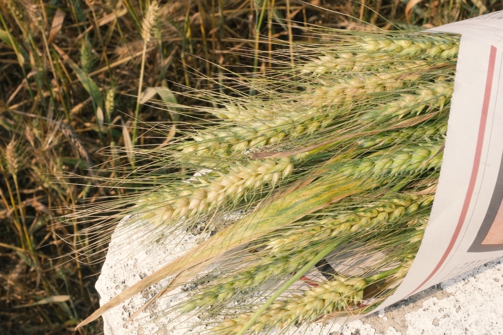 台中大雅｜大雅麥田 小麥文化節登場，隨風搖曳金黃色麥田，如詩如畫的悠逸景緻 @飛天璇的口袋