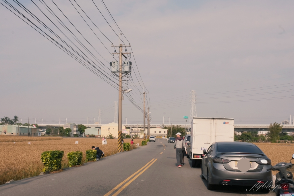 台中大雅｜大雅麥田 小麥文化節登場，隨風搖曳金黃色麥田，如詩如畫的悠逸景緻 @飛天璇的口袋
