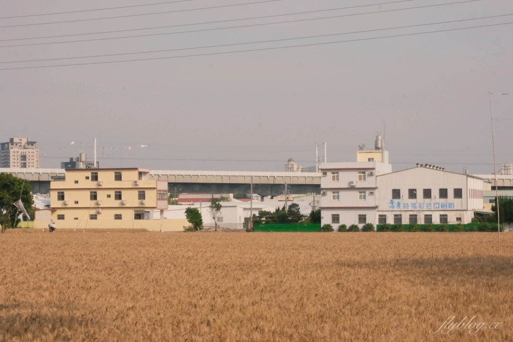 台中大雅｜大雅麥田 小麥文化節登場，隨風搖曳金黃色麥田，如詩如畫的悠逸景緻 @飛天璇的口袋