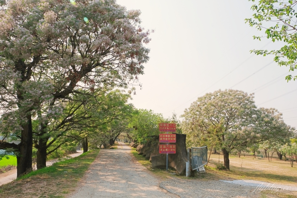 彰化景點｜大肚溪棒壘球場，彰化最美苦楝花秘境，漫步悠閒浪漫的紫色隧道 @飛天璇的口袋