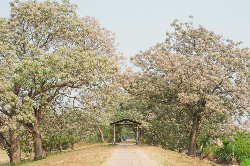彰化景點｜大肚溪棒壘球場，彰化最美苦楝花秘境，漫步悠閒浪漫的紫色隧道 @飛天璇的口袋