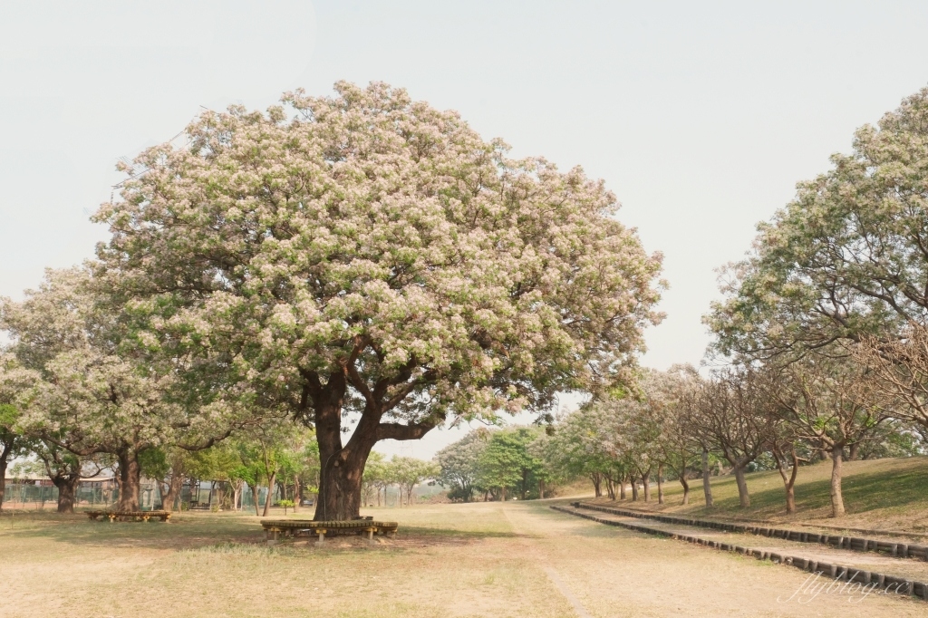 彰化景點｜大肚溪棒壘球場，彰化最美苦楝花秘境，漫步悠閒浪漫的紫色隧道 @飛天璇的口袋