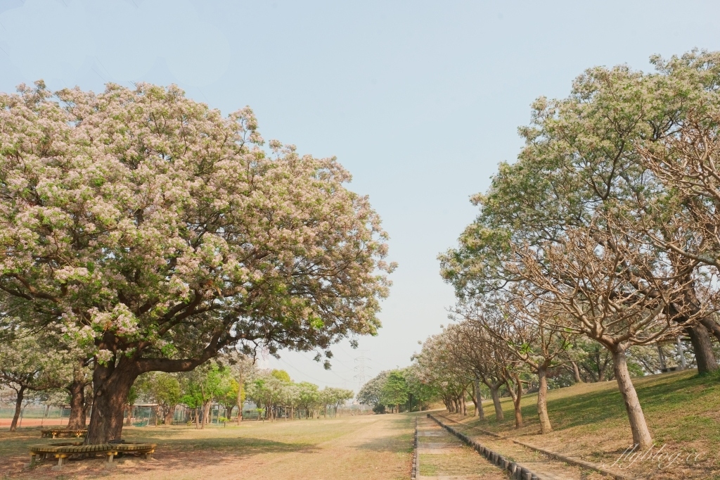 彰化景點｜大肚溪棒壘球場，彰化最美苦楝花秘境，漫步悠閒浪漫的紫色隧道 @飛天璇的口袋