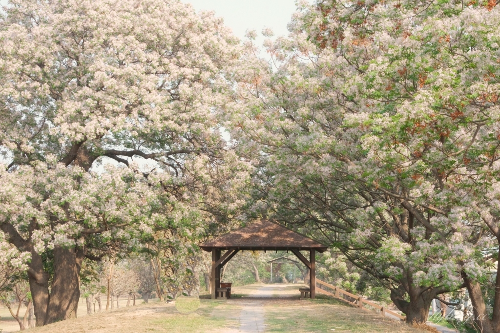 彰化景點｜大肚溪棒壘球場，彰化最美苦楝花秘境，漫步悠閒浪漫的紫色隧道 @飛天璇的口袋