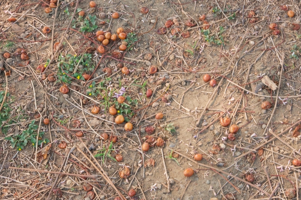 彰化景點｜大肚溪棒壘球場，彰化最美苦楝花秘境，漫步悠閒浪漫的紫色隧道 @飛天璇的口袋
