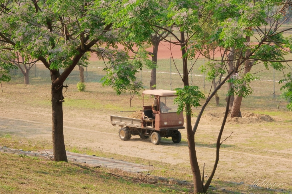 彰化景點｜大肚溪棒壘球場，彰化最美苦楝花秘境，漫步悠閒浪漫的紫色隧道 @飛天璇的口袋
