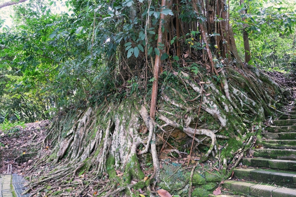 南投魚池|慈恩塔步道,短短570公尺步道,綠意盎然林蔭遮敝,360度無死角眺望日月潭 @飛天璇的口袋 南投魚池|慈恩塔步道,短短570公尺步道,綠意盎然林蔭遮敝,360度無死角眺望日月潭 @飛天璇的口袋