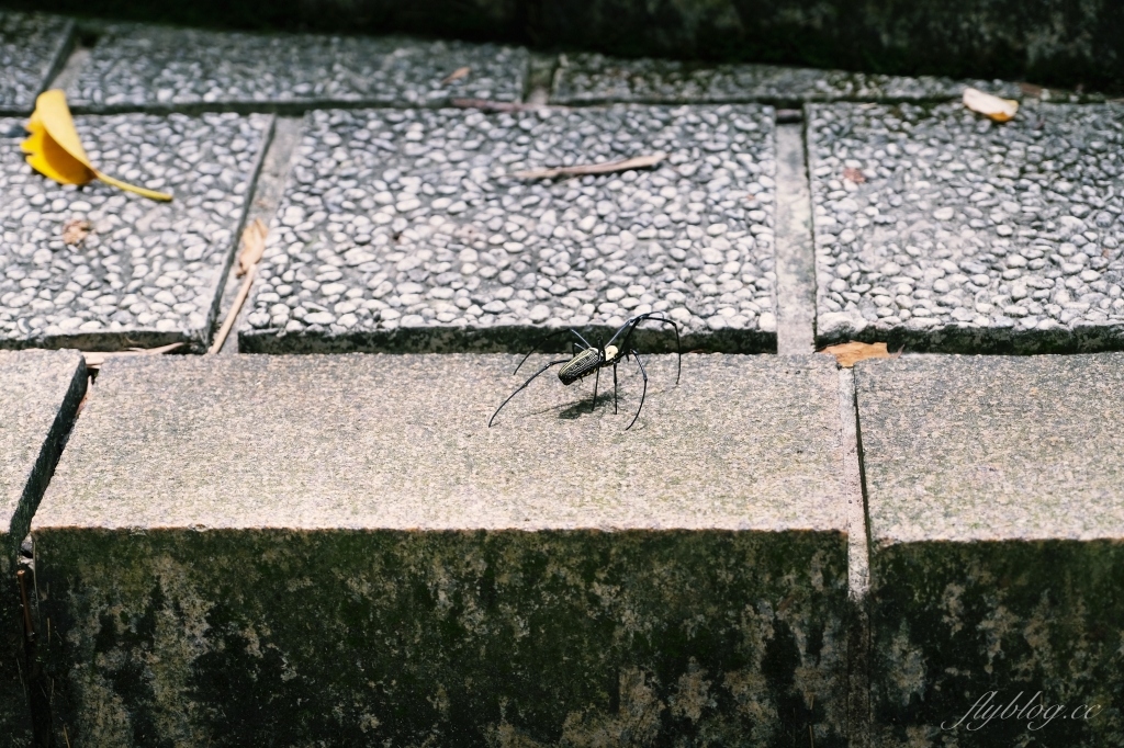 南投魚池｜慈恩塔步道，短短570公尺步道，綠意盎然林蔭遮敝，360度無死角眺望日月潭 @飛天璇的口袋