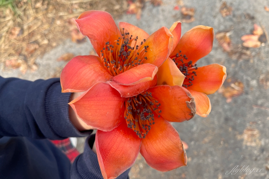 彰化埤頭｜東螺溪木棉花道，台灣最長木棉花道，600多株綿延1.5公里超壯觀 @飛天璇的口袋