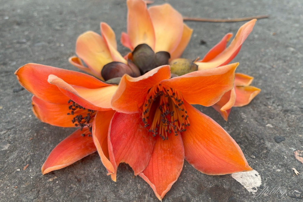 彰化埤頭｜東螺溪木棉花道，台灣最長木棉花道，600多株綿延1.5公里超壯觀 @飛天璇的口袋