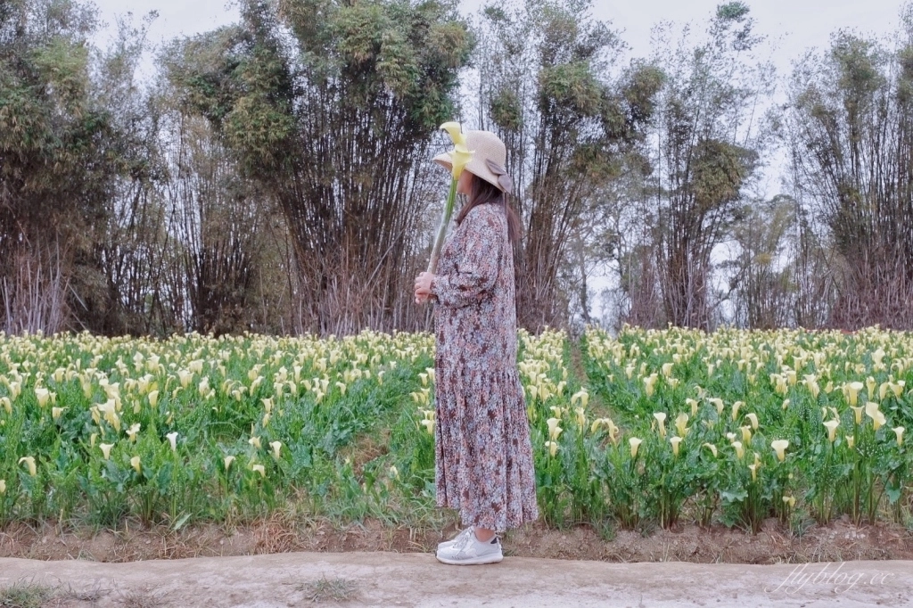 台中外埔｜黃色海芋田．外埔海芋季開跑了，黃澄澄一片超療癒 @飛天璇的口袋
