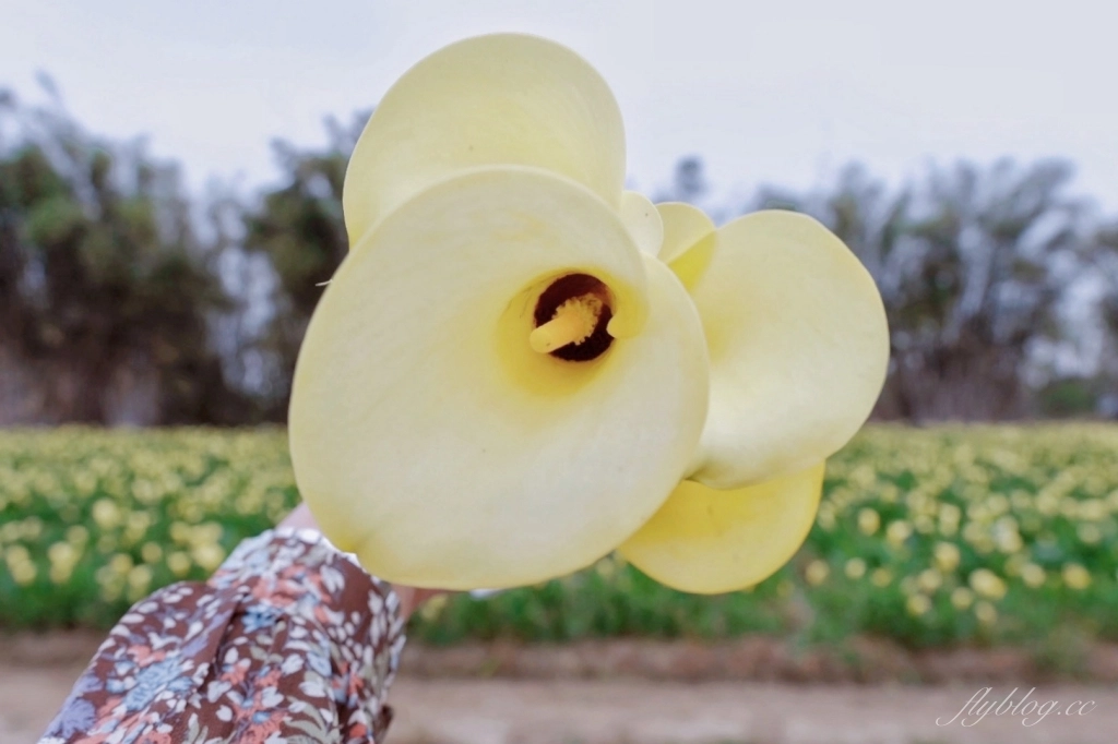 台中外埔｜黃色海芋田．外埔海芋季開跑了，黃澄澄一片超療癒 @飛天璇的口袋
