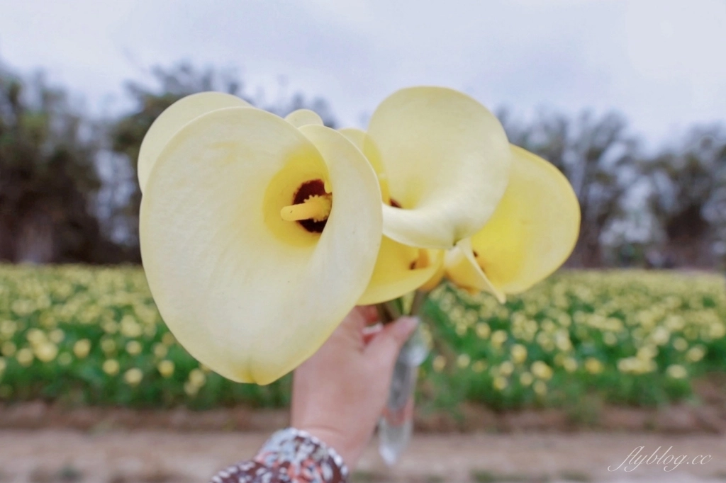 台中外埔｜黃色海芋田．外埔海芋季開跑了，黃澄澄一片超療癒 @飛天璇的口袋