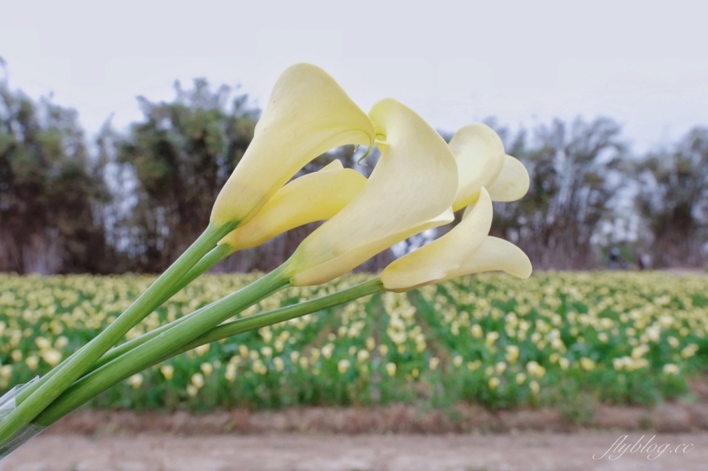 台中外埔｜黃色海芋田．外埔海芋季開跑了，黃澄澄一片超療癒 @飛天璇的口袋