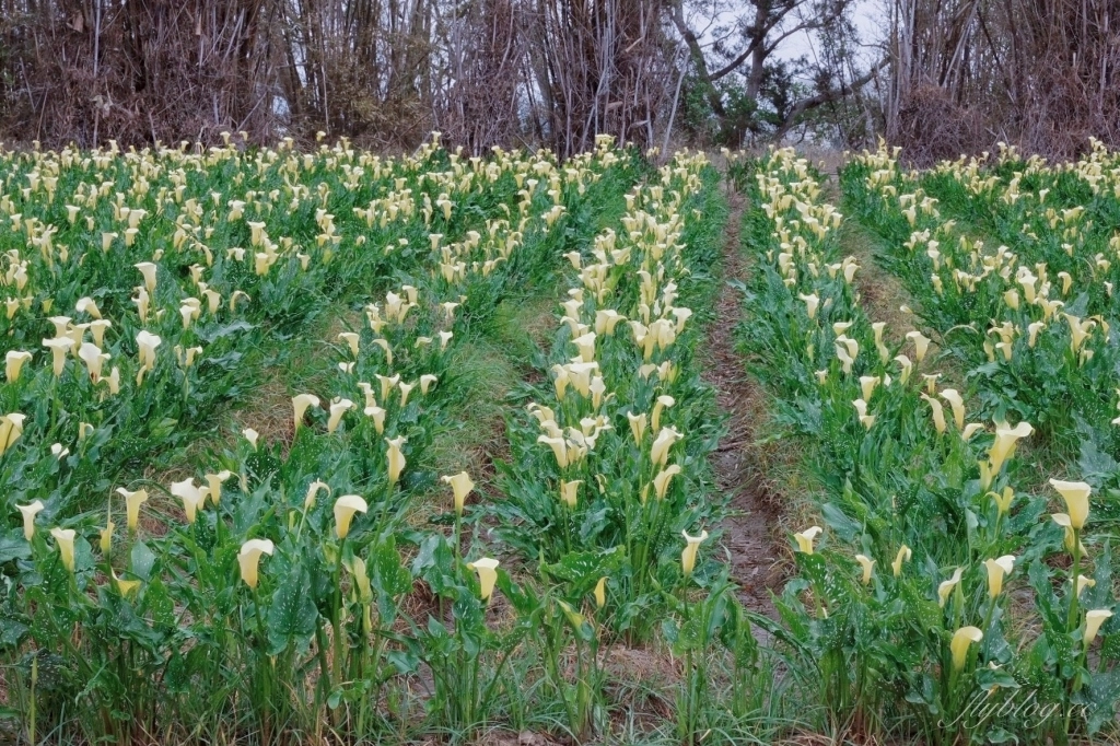 台中外埔｜黃色海芋田．外埔海芋季開跑了，黃澄澄一片超療癒 @飛天璇的口袋