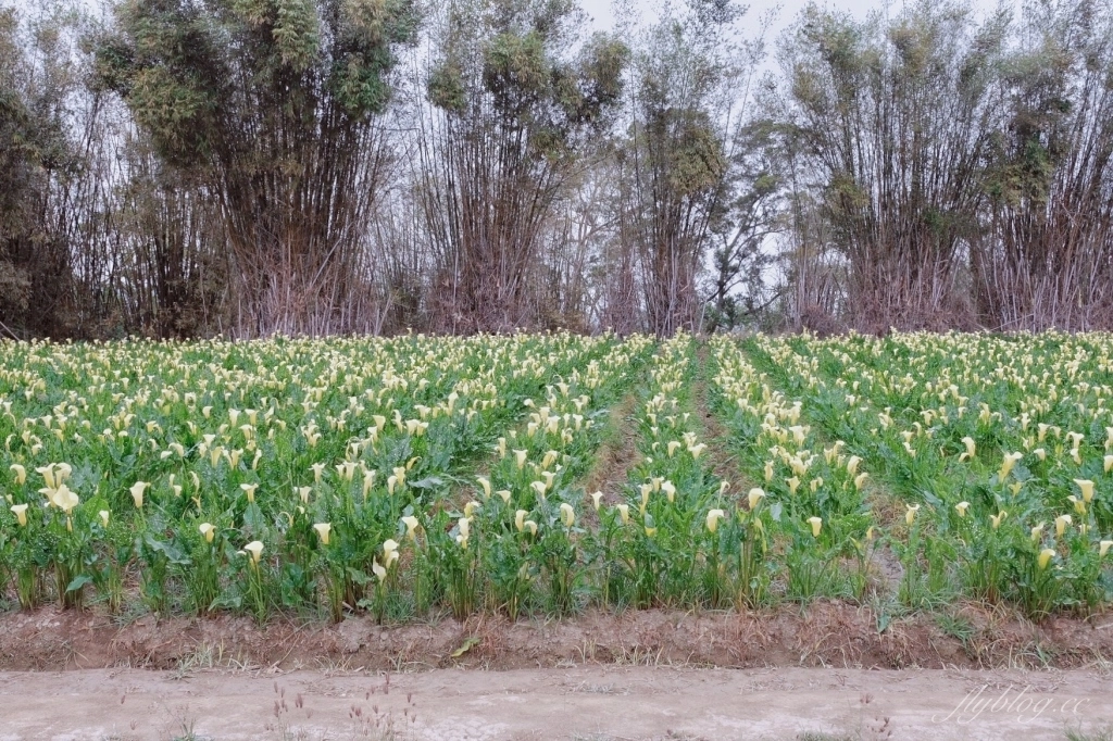 台中外埔｜黃色海芋田．外埔海芋季開跑了，黃澄澄一片超療癒 @飛天璇的口袋