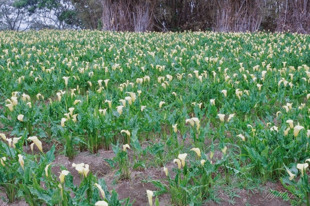 台中外埔｜黃色海芋田．外埔海芋季開跑了，黃澄澄一片超療癒 @飛天璇的口袋