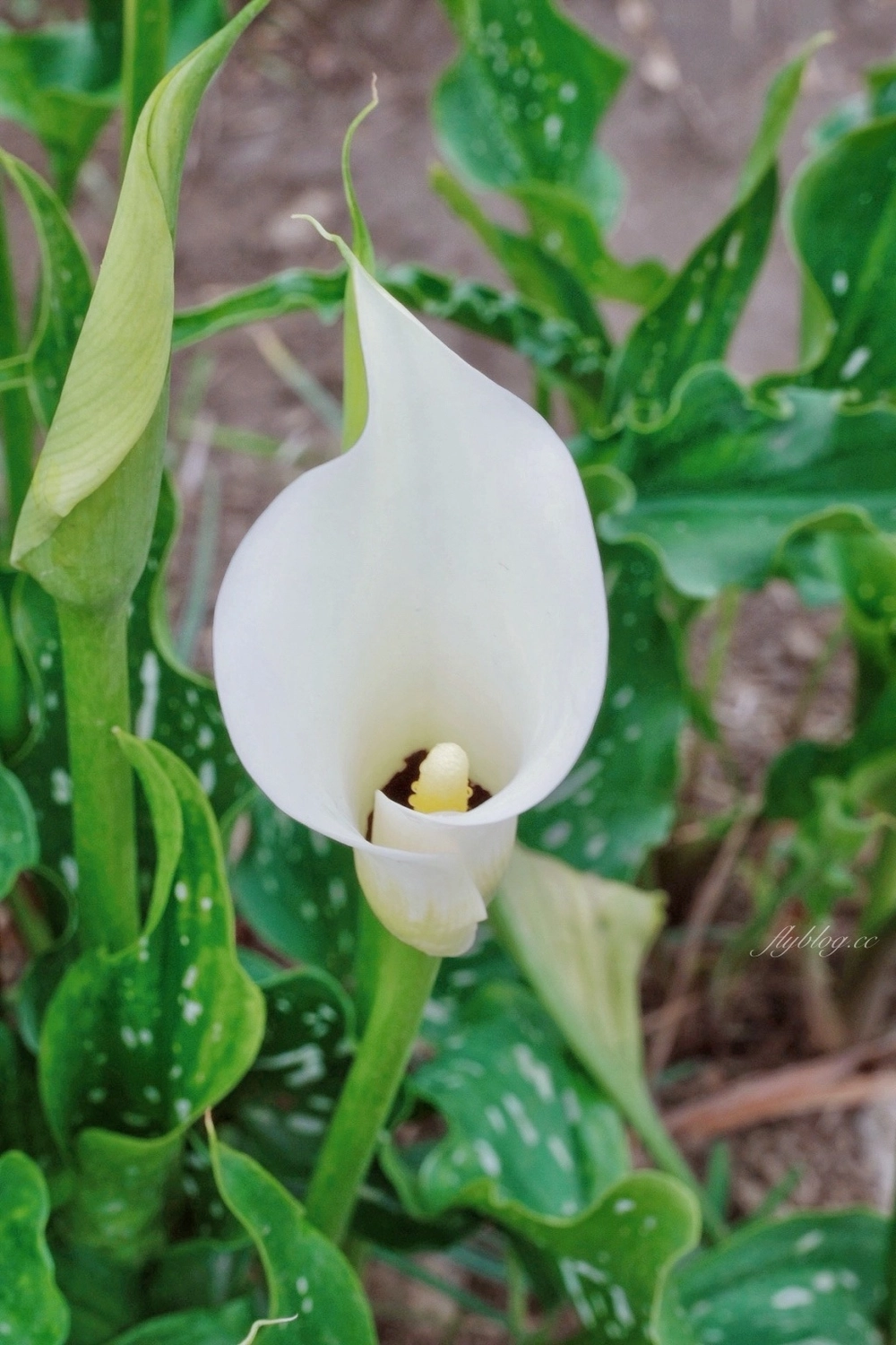 台中外埔｜黃色海芋田．外埔海芋季開跑了，黃澄澄一片超療癒 @飛天璇的口袋