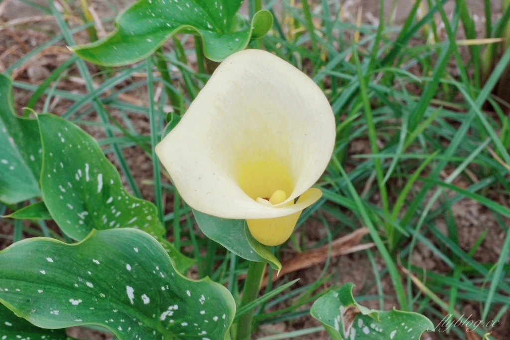 台中外埔｜黃色海芋田．外埔海芋季開跑了，黃澄澄一片超療癒 @飛天璇的口袋