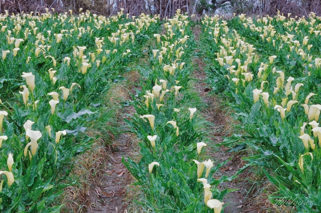 台中外埔｜黃色海芋田．外埔海芋季開跑了，黃澄澄一片超療癒 @飛天璇的口袋